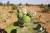 Les bellesplantes grasses de Mauritanie